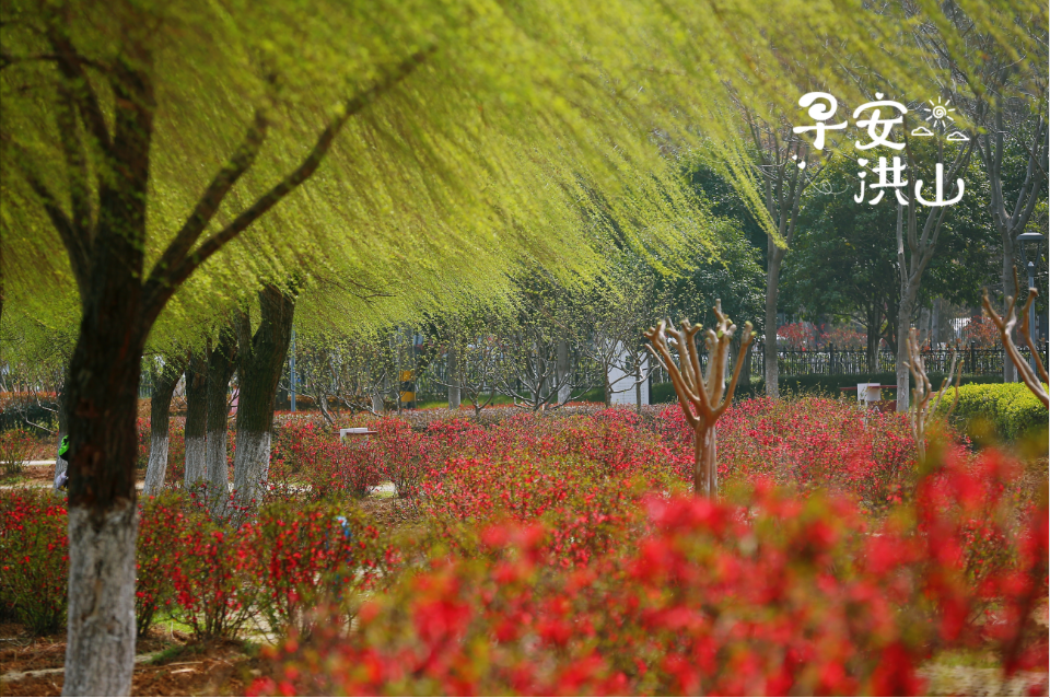 早安洪山公园花开竞芬芳②