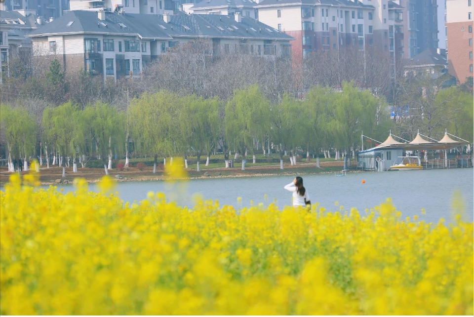 早安洪山公园花开竞芬芳②