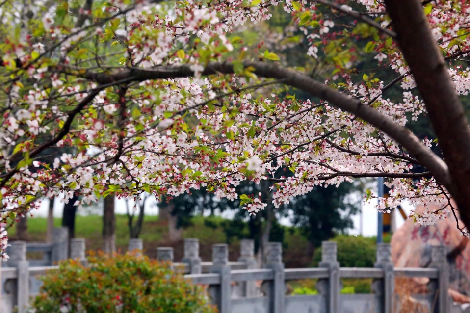 早安洪山公园花开竞芬芳②