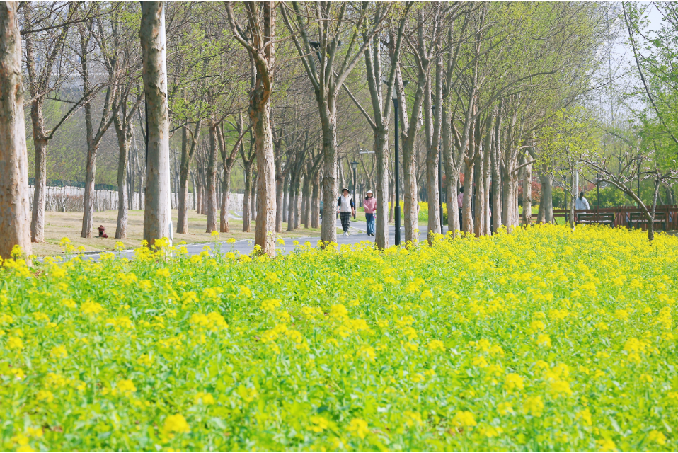 早安洪山公园花开竞芬芳③