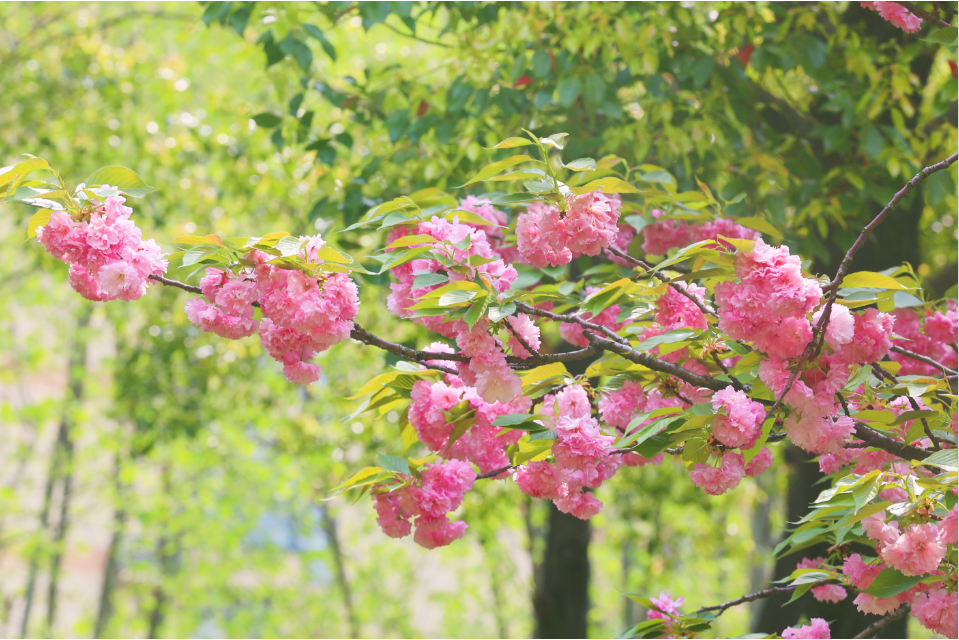 早安洪山晚樱盛开浪漫续约