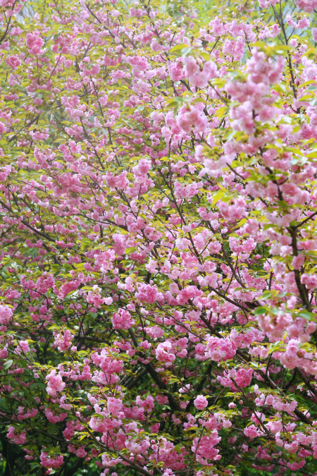 早安洪山晚樱盛开浪漫续约